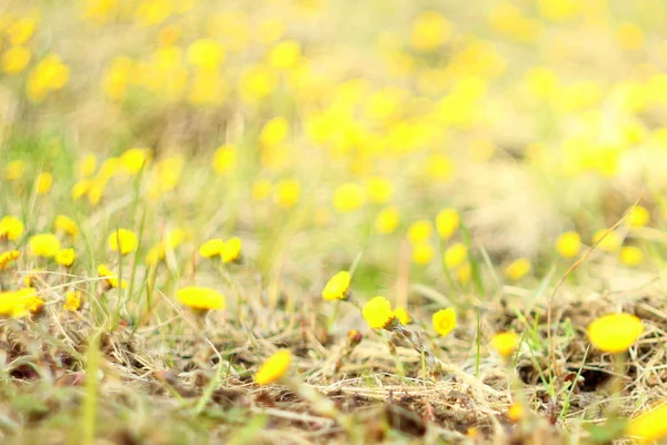 अंधुक पार्श्वभूमी. कोरड्या गवत पार्श्वभूमीवर पिवळ्या रंगाची फुले. पहिल्या वसंत ऋतु वनस्पती — स्टॉक फोटो, इमेज