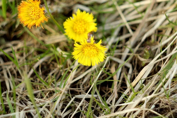 Fondo borroso. Flores amarillas de pie de potro sobre un fondo de hierba seca. Las primeras plantas de primavera — Foto de Stock
