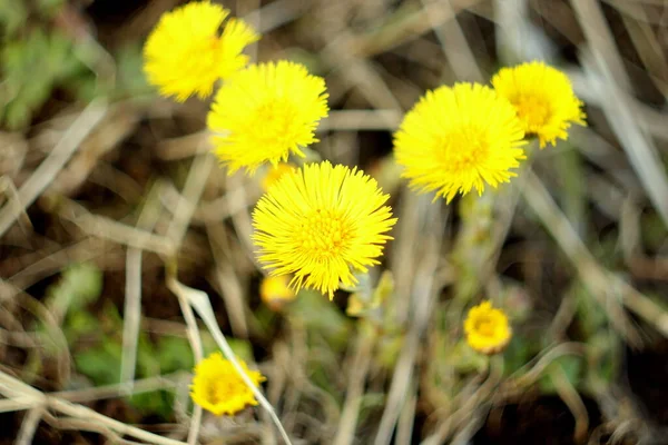 Fondo borroso. Flores amarillas de pie de potro sobre un fondo de hierba seca. Las primeras plantas de primavera — Foto de Stock