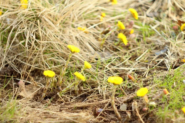 Fundo desfocado. Coltsfoot amarelo flores em um fundo de grama seca. As primeiras plantas de primavera — Fotografia de Stock