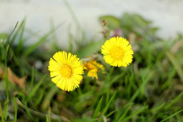 Zamazane tło. Żółte kwiaty coltsfoot na tle zielonej trawy. Pierwsze rośliny wiosenne — Zdjęcie stockowe