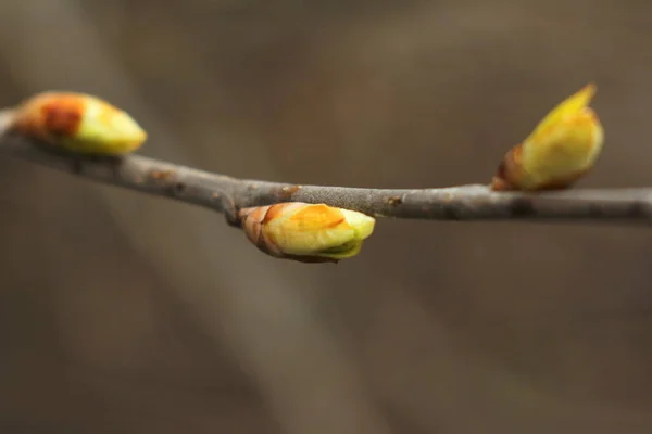 Un ramo marrone di un cespuglio con gemme gonfianti. Gemme verdi giovani. Piccole foglie fiorenti su un albero — Foto Stock