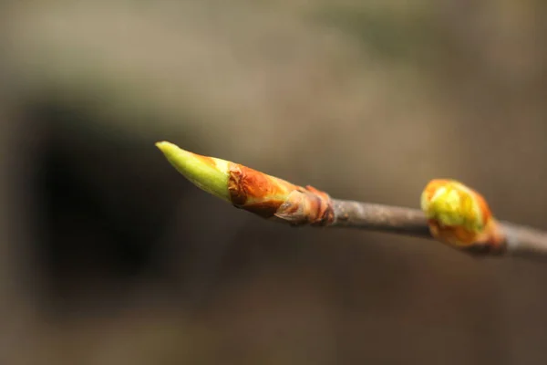 꽃봉오리가 돋은 관목의 갈색가지. 어린 초록 봉오리들. 나무에 피어 있는 작은 잎 — 스톡 사진