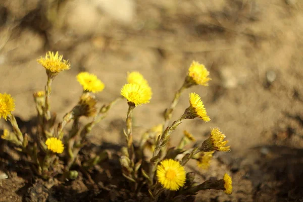 Fondo borroso. Flores amarillas de pie de potro sobre un fondo de hierba seca. Las primeras plantas de primavera — Foto de Stock