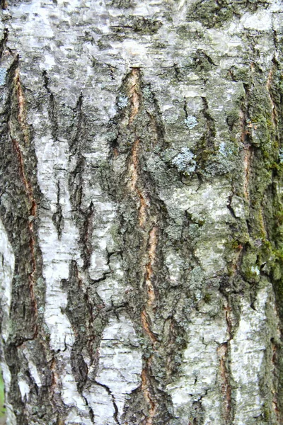 Siyah beyaz huş ağacı kabuğu yakın plan. Eski kırık ahşap kabuk dokusu. Ağaç gövdesi. — Stok fotoğraf