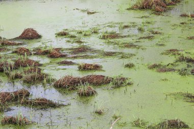 Çamurlu, çimenli ve yeşil çamurlu bir bataklık. Suyun yüzeyinde yosun var. Fazla gelişmiş gölet. Kurbağalı havuç. Tehlikeli ıslak bataklık