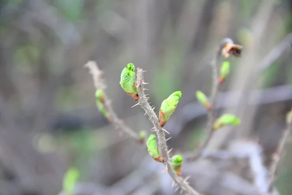 Ein brauner Zweig eines Busches mit anschwellenden Knospen. Junge grüne Knospen. Kleine blühende Blätter auf einem Baum — Stockfoto