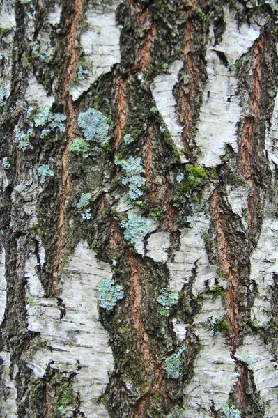 Zwart-witte berkenschors van dichtbij. Oude gebarsten hout schors textuur. Boomstam. — Stockfoto