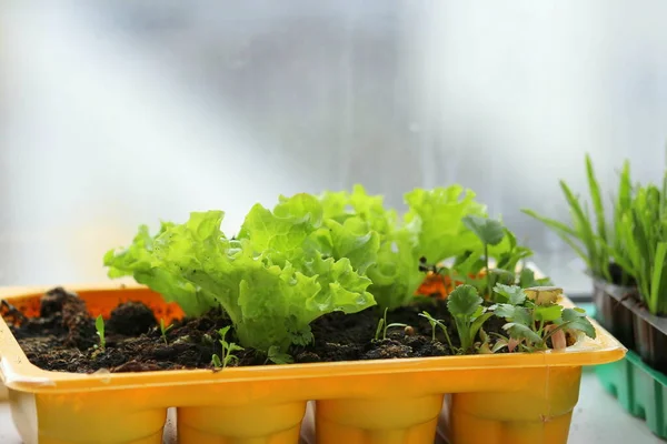 Salad growing in a plastic tray on the windowsill.