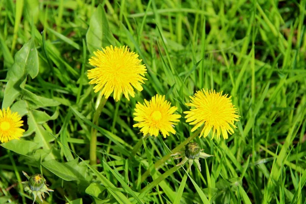 Brillantes flores amarillas dientes de león en hierba verde — Foto de Stock