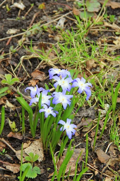 Hermosas flores azules azules púrpuras blancas con hojas verdes crecen de la tierra negra entre el follaje seco en primavera — Foto de Stock