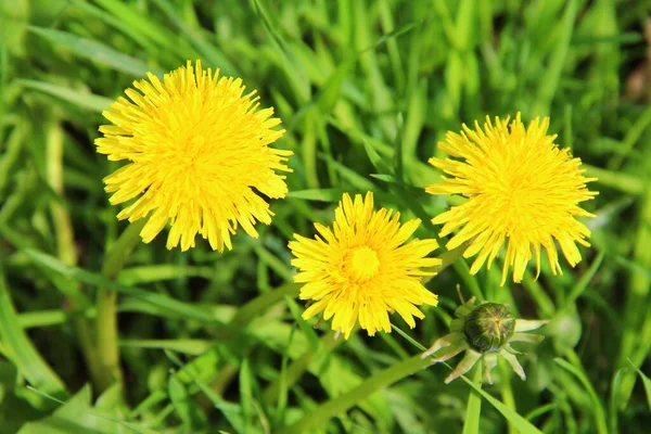 Leuchtend gelbe Blüten Löwenzahn im grünen Gras — Stockfoto