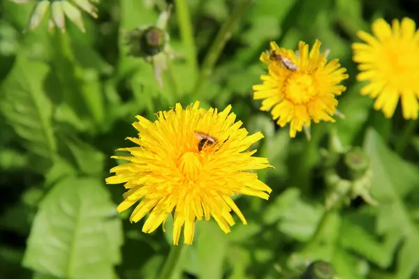 Brillantes flores amarillas dientes de león en hierba verde — Foto de Stock