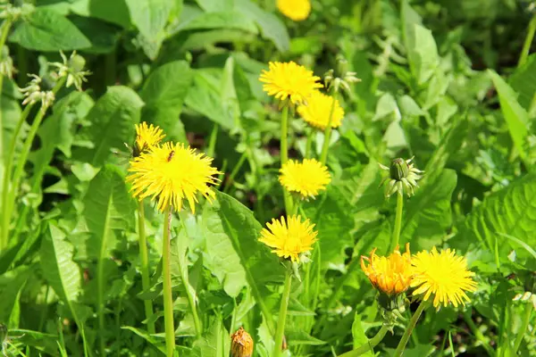 Brillantes flores amarillas dientes de león en hierba verde — Foto de Stock