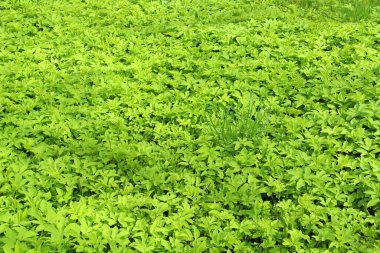 Çimenlerdeki yemyeşil çimenler. Çimleri biçmek değil, ilkbaharda taze filizler. Duvar kağıdı, metin ve tasarım için arkaplan
