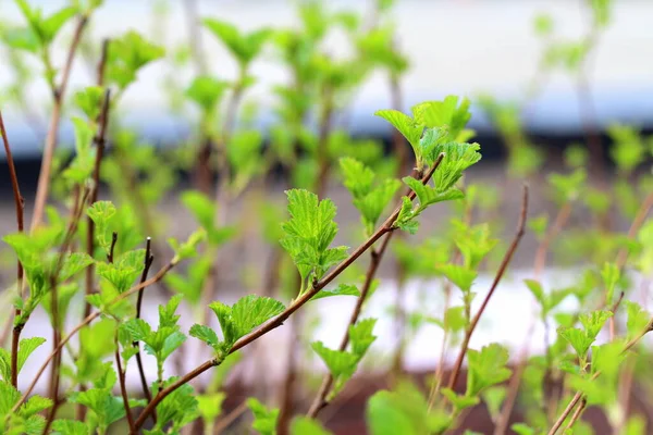 Spara alla moda di foglie su alberi e arbusti . — Foto Stock