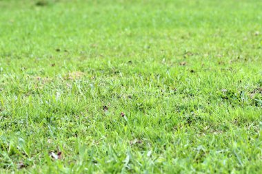Çimenlerdeki yemyeşil çimenler. Çimleri biçmek değil, ilkbaharda taze filizler. Duvar kağıdı, metin ve tasarım için arkaplan
