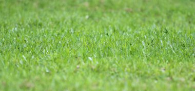 Çimenlerdeki yemyeşil çimenler. Çimleri biçmek değil, ilkbaharda taze filizler. Duvar kağıdı, metin ve tasarım için arkaplan