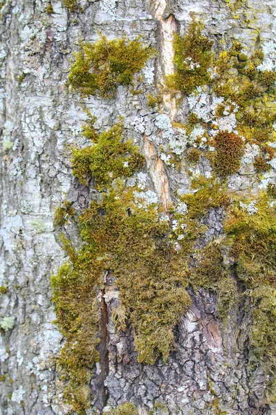 Velha casca de bétula com musgo verde close-up. Velha textura de casca de madeira rachada. Tronco das árvores. — Fotografia de Stock