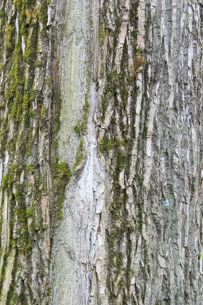 Old gray cracked wood bark texture. Tree trunk. — Stock Photo, Image