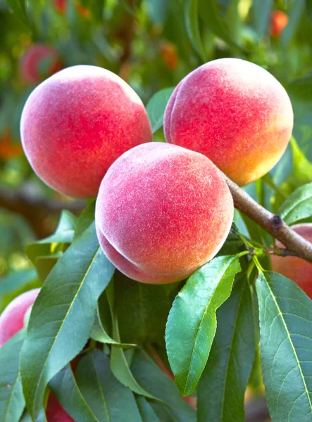 ağaç üzerinde taze şeftali