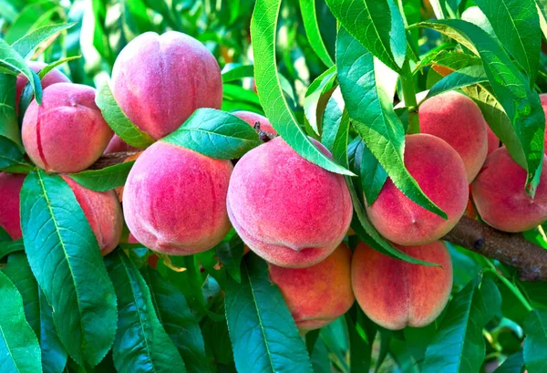 Nektarin ağaç üzerinde