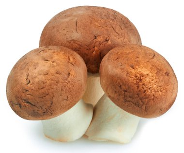 Beyaz arkaplanda izole edilmiş mantarlar