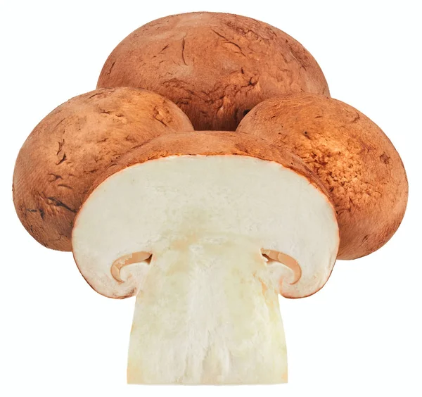 Cogumelos isolados sobre fundo branco — Fotografia de Stock