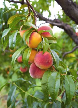 frersh şeftali ağacı üzerinde