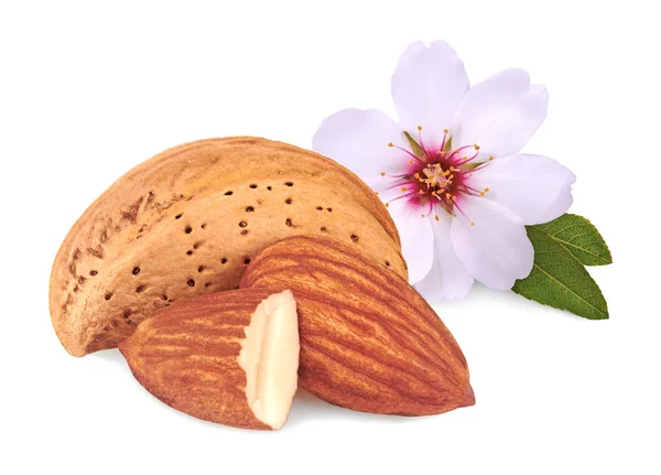 Almonds with flowers on white background — Stock Photo, Image