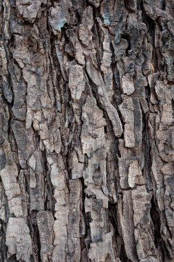 Güzel ağaç dokusu arkaplanı