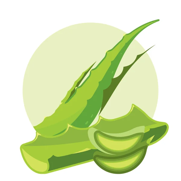 Aloe vera ingredientes naturales para cosméticos — Archivo Imágenes Vectoriales