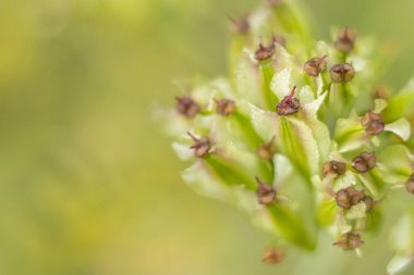 Flores de campo con fondos neutros