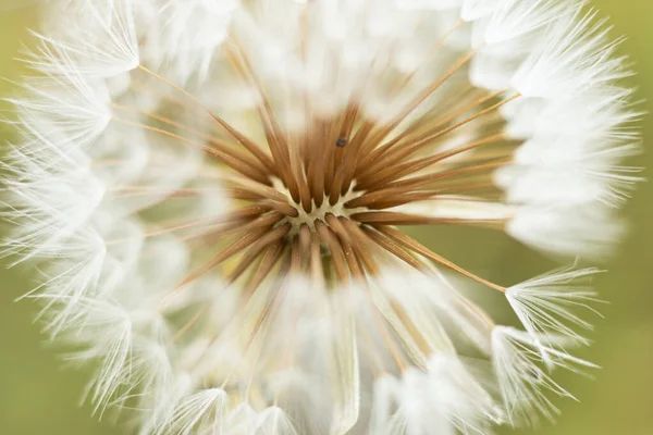 Flores Campo Con Fondos Neutros — Stockfoto