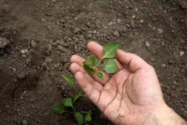 Adamın elleri toprağa taze bir biber bitkisi ekti. Biber tohumları ekiyorum..