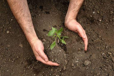 Adamın elleri toprağa taze bir biber bitkisi ekti. Biber tohumları ekiyorum..