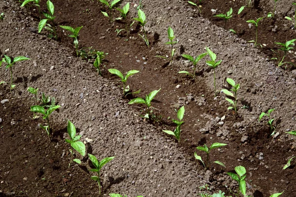 Young Organic Pepper Seedlings Grow Ground Pepper Plants Garden — Stock Photo, Image