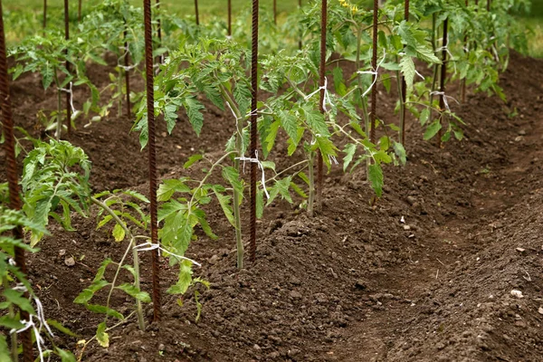 若い有機トマトの苗が地面に成長します 庭のトマトの植物 — ストック写真