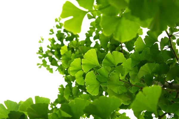 Ginkgo biloba yeşili yapraklar ağaçta. Ginkgo Biloba Ağacı Açık gökyüzünde Yapraklar.