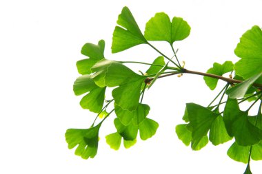 Ginkgo biloba yeşili yapraklar ağaçta. Ginkgo Biloba Ağacı Açık gökyüzünde Yapraklar.