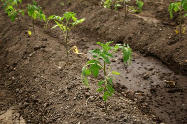 Genç organik domates fideleri toprakta yetişiyor. Bahçede domates bitkileri 