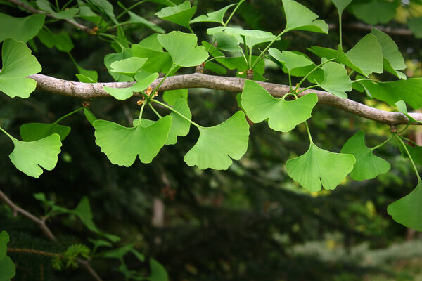 Ginkgo biloba зеленые листья на дереве. 