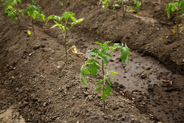 若い有機トマトの苗が地面に成長します 庭のトマトの植物 — ストック写真