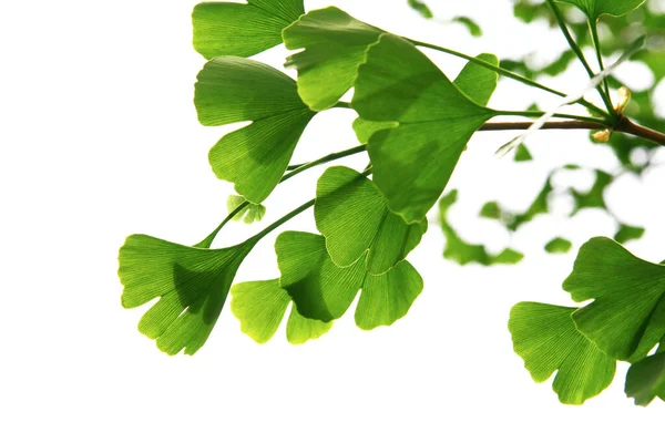 Ginkgo Biloba Zielone Liście Drzewie Drzewo Ginkgo Biloba Liście Jasnym — Zdjęcie stockowe