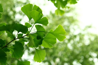 Ginkgo biloba yeşili yapraklar ağaçta. Ginkgo Biloba Ağacı Açık gökyüzünde Yapraklar.