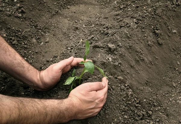 地面にコショウの若い有機植物を植える男の手 コショウの苗を植える — ストック写真