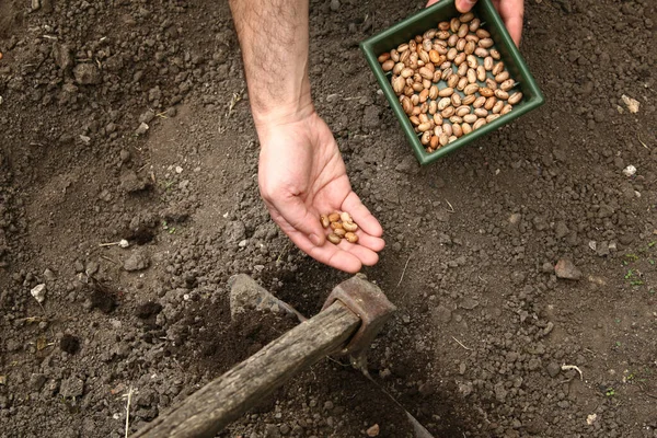 男の手は地面に茶色の豆を植えた 豆を植える — ストック写真