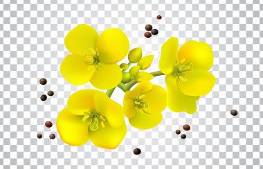 Kanola tohumları ve çiçekler gerçekçi set, tecavüz yağı. Brassica Napus. Kusursuz vektör deseni. Beyaz arkaplanda izole vektör illüstrasyonu.