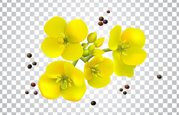 Canola seeds and flowers realistic set, Rape oil. Brassica napus. Seamless vector pattern. Isolated vector illustration on white background.
