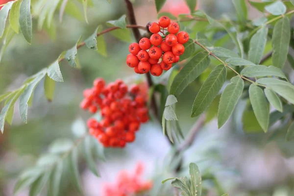 Bacche lucenti di ashberry — Foto Stock